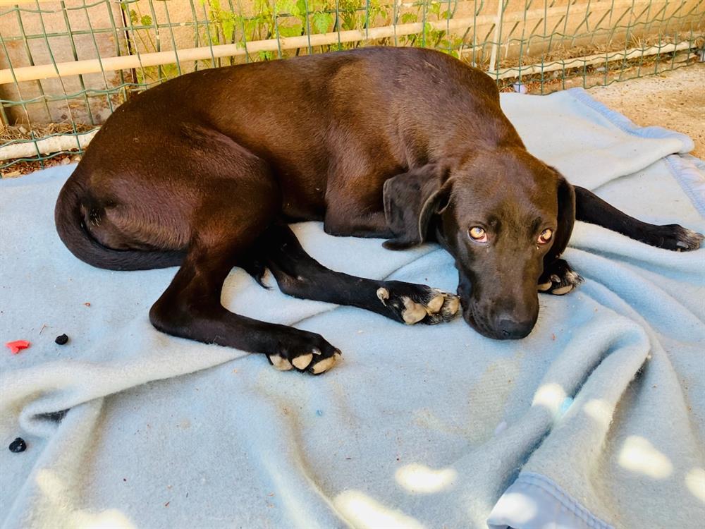 ALICE est un chien de type Croisé / Autre, Labrador (retriever), ALICE attend patiemment sa nouvelle famille au Refuge SPA d'Aix-En-Provence - Des Chiens En Liberté. En savoir plus la-spa.fr/app/animal/ali… #LaVieQuilsMéritent