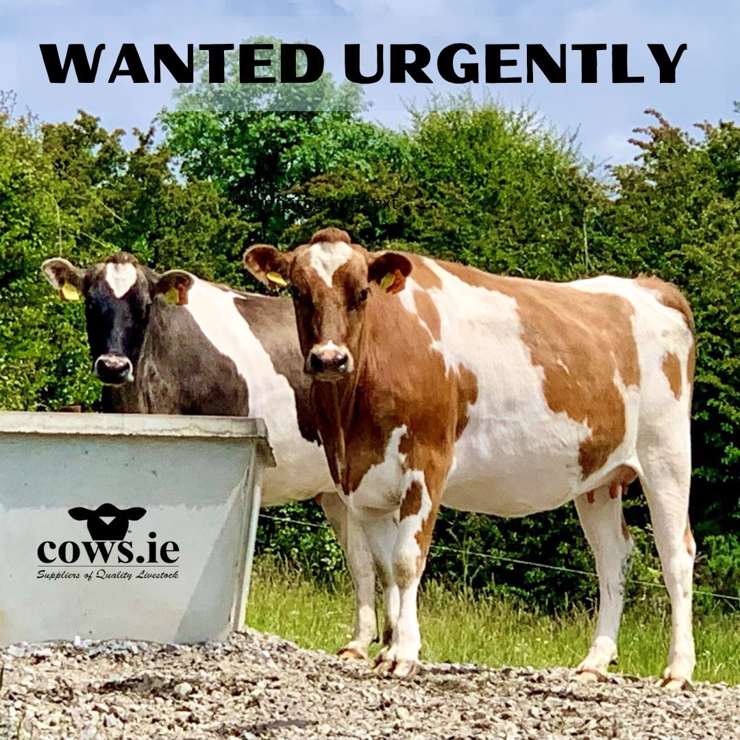 DavidClivestock's tweet photo. WANTED urgently,  groups of grass based dairy stock based in the UK or Ireland.
Preferably spring calved.
Contact our UK agent 
Shane    07762 007371
Office +353 44 9356200 #GrassToMilk #teamdairy https://t.co/BFIiA8aqwV