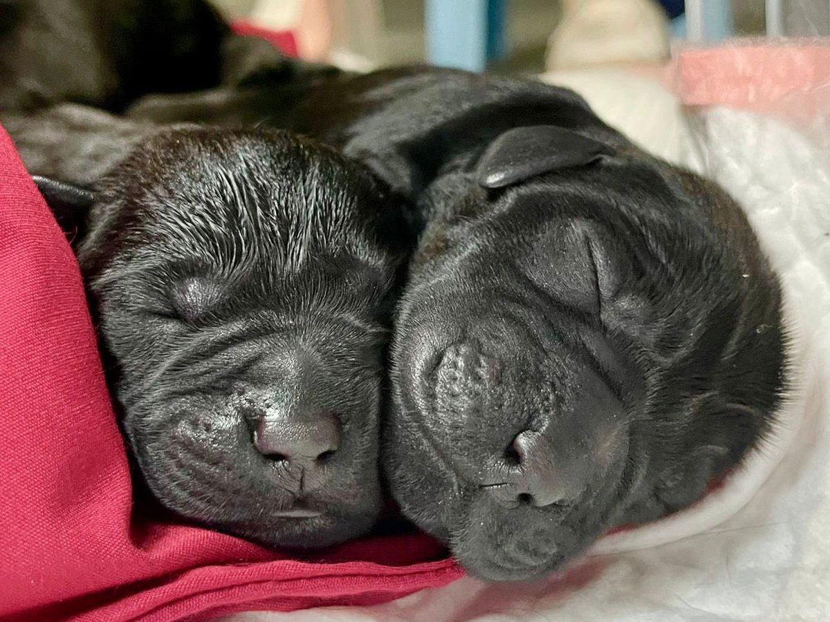 hkpoliceforce's tweet photo. New #pups on the block!#CONGRATS to our #LabradorRetriever couple Lolly+Amor—who became proud parents of ½ a dozen🐶on #MothersDay💕. Taking after elite #MomAndPop+nurtured by #PoliceDogUnit’s🩺, the #puppies are stood in good stead when going on ‘Missions Pawssible🐾’ to serve🇭🇰 https://t.co/4PzgfLSNmR