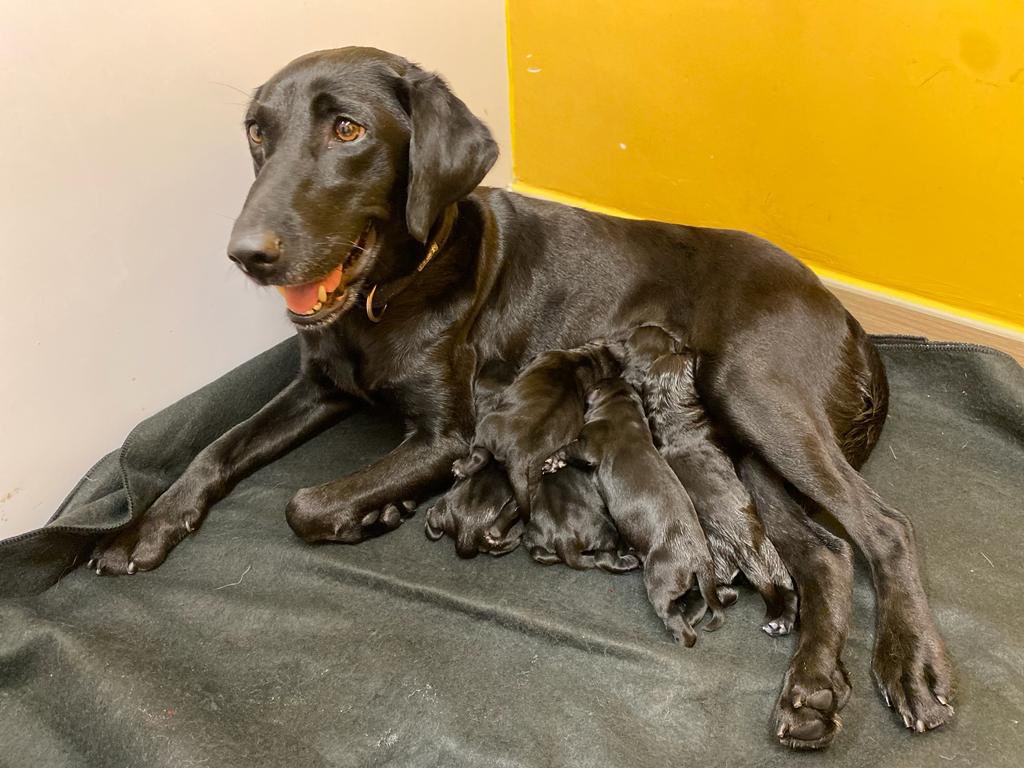 hkpoliceforce's tweet photo. New #pups on the block!#CONGRATS to our #LabradorRetriever couple Lolly+Amor—who became proud parents of ½ a dozen🐶on #MothersDay💕. Taking after elite #MomAndPop+nurtured by #PoliceDogUnit’s🩺, the #puppies are stood in good stead when going on ‘Missions Pawssible🐾’ to serve🇭🇰 https://t.co/4PzgfLSNmR