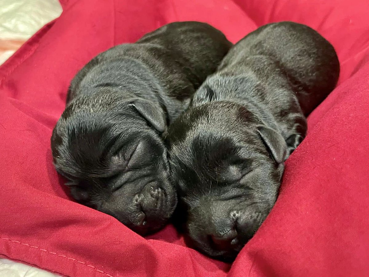 hkpoliceforce's tweet photo. New #pups on the block!#CONGRATS to our #LabradorRetriever couple Lolly+Amor—who became proud parents of ½ a dozen🐶on #MothersDay💕. Taking after elite #MomAndPop+nurtured by #PoliceDogUnit’s🩺, the #puppies are stood in good stead when going on ‘Missions Pawssible🐾’ to serve🇭🇰 https://t.co/4PzgfLSNmR