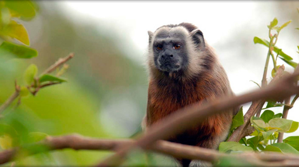 ThisisMyEarth's tweet photo. #Success: TiME’s purchase of a 58-hectare site in the threatened Tumbes-Chocó-Magdalena biodiversity hotspot has expanded the El Silencio reserve.
🇨🇴https://t.co/wvgyVAMsQM
#TogetherThroughTiME #biodiversity https://t.co/iSNwm7Z6DJ