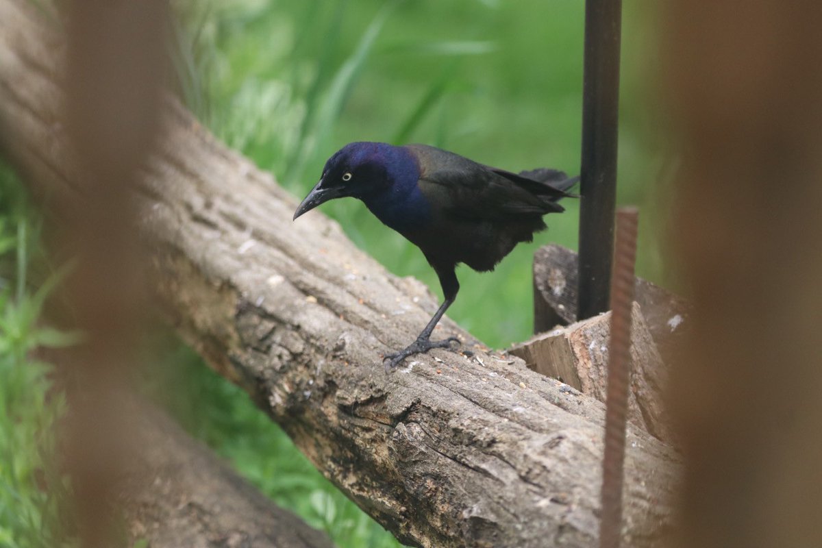 Hello #Wednesday ❤️ this Grackle has only one leg but despite this, it hops gathering food and flies normally ❤️ #grackle #commongrackle #birds #birdwatching #birdphotography #BirdTwitter #BirdsofTwitter #TwitterNaturePhotography #TwitterNatureCommunity  ❤️