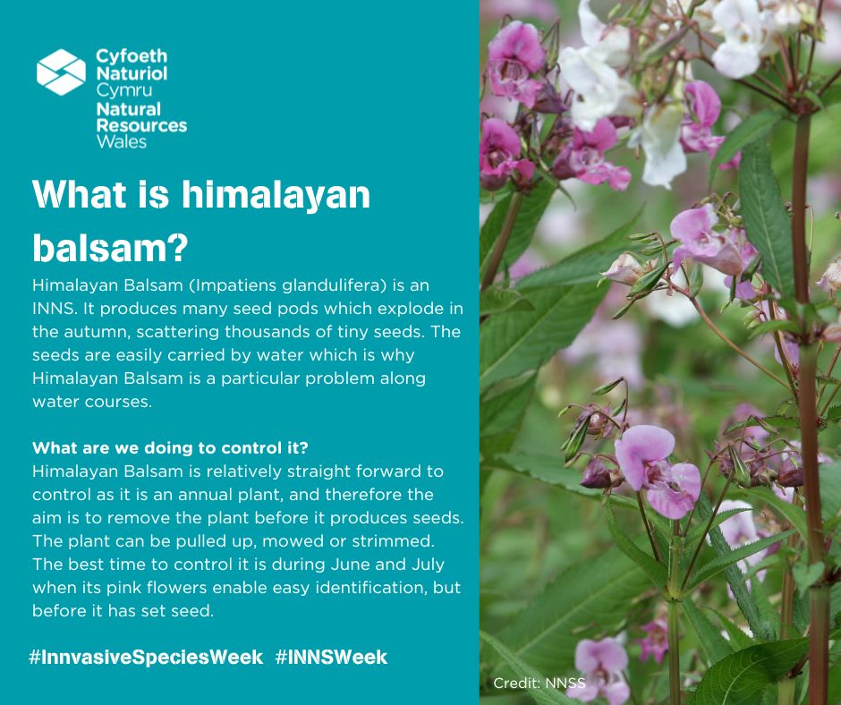 On the river Usk we will work from the top of the river down to remove Himalayan Balsam with @BreconBeaconsNP and volunteers, on the Tywi and Teifi we will work with contractors and volunteers to do this. Record any #INNS on orlo.uk/T91ZP @InvasiveSp #INNSWeek