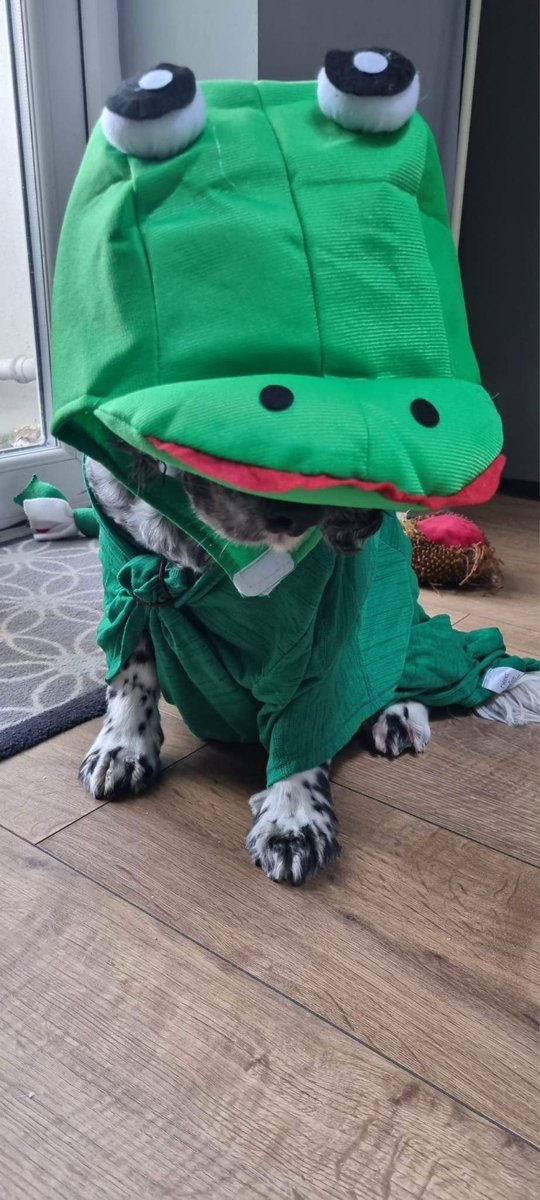 tiff_earle's tweet photo. Wearing it green today in #OPMHSedgemoor for #mentalhealthawarenessweek2023 with @ellanwy and even Gonzo the pooch getting his green on 💚✅💚✅💚✅
@SomersetFT https://t.co/VB1fN7bZLJ