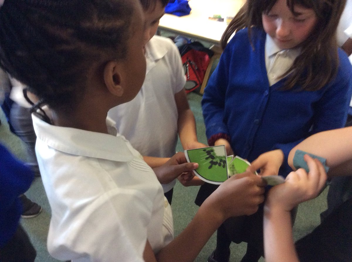 Foxfield Year 1 Hazel tweet media