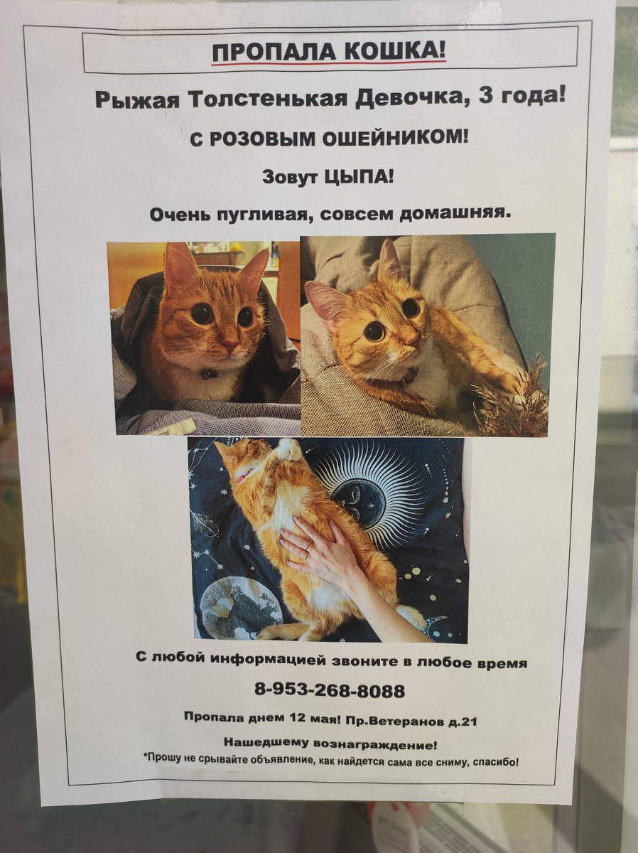 PO5SbTWhuxoGeWr's tweet photo. Питер, м. Проспект Ветеранов. висит объявление о пропаже котейки. верю, что магия твитора поможет бедолаге вернуться домой. https://t.co/YZstw8xGim