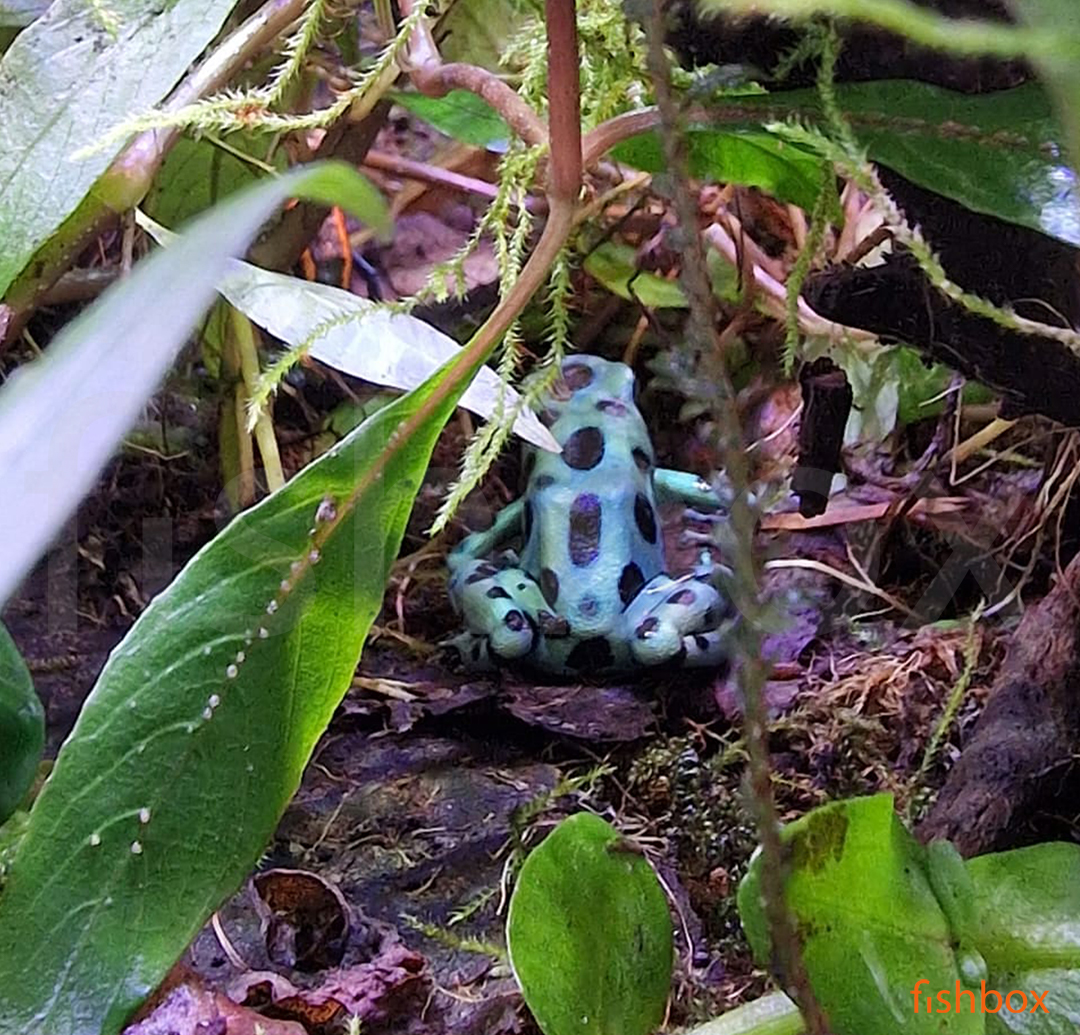 fishbox_si's tweet photo. 🐸 Še ena ljubka mala nova žabica pri nas 😍🥰🤩
https://t.co/EJC2CKHb3Q
🐸 Dendrobates auratus 🐸
#akvarij #akvaristika #akvarijskeRibe #akvarijskeRibice #btcLjubljana #novo #terarij #teraristika #DendrobatesAuratus #Dendrobates #Dendrobatidae #podrevnice #zaba #zabica https://t.co/V5fPGlJvKM