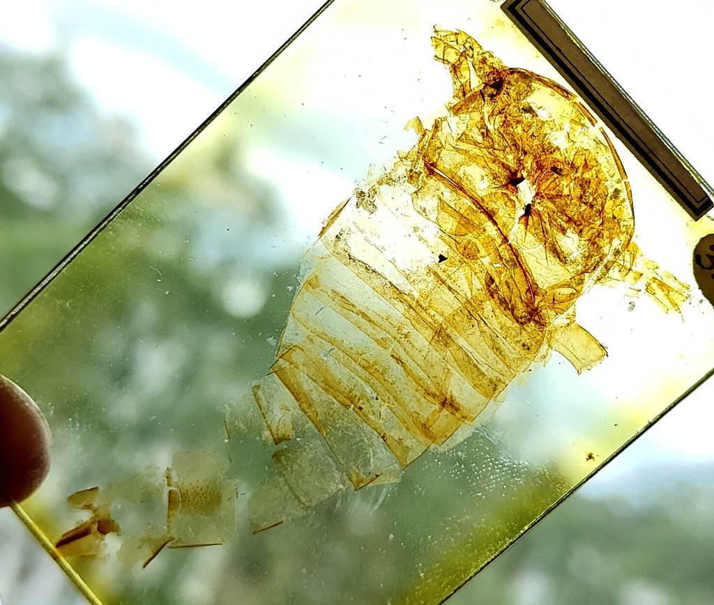 Richie Howard tweet media