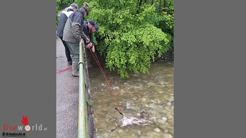 FireWorldAT's tweet photo. Oö: Bergung einer toten Hirschkuh aus dem Rettenbach - 
https://t.co/xMlFNKZYYs https://t.co/I71SnwvYlT