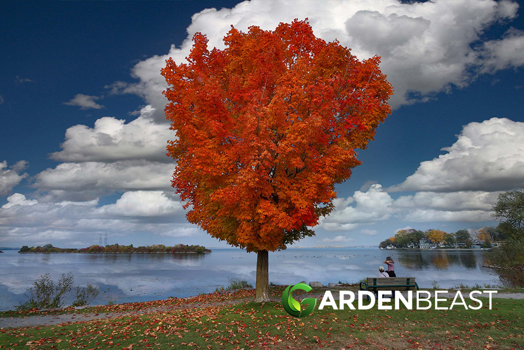 How to Grow a Red Maple Tree: A Step-by-Step Guide

gardenbeast.com/how-to-grow-a-…