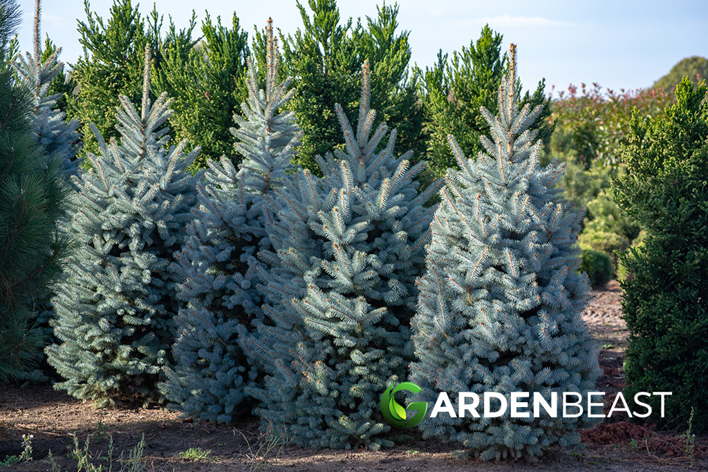 How to Grow a Colorado Blue Spruce Tree: A Step-by-Step Guide

gardenbeast.com/how-to-grow-a-…