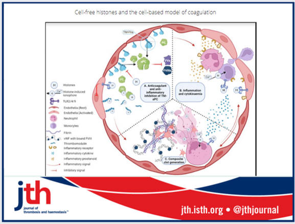 Rethinking coagulation: histones add the "immuno" to haemostasis and #thrombosis.

<a href="/CHToh1/">Prof Cheng-Hock Toh CBE</a> <a href="/yongjxjason/">Jun Yong</a>
bit.ly/3HMhGuU