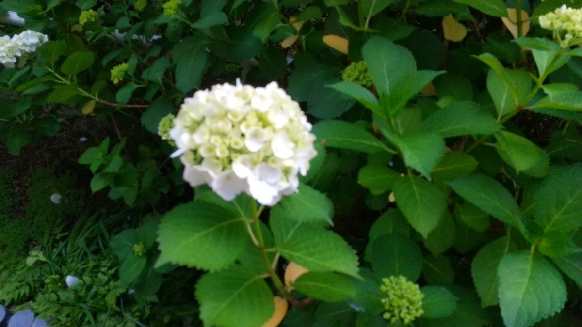 お庭のバラが終わりつつ、入れ替りで紫陽花が綺麗に咲き始めました