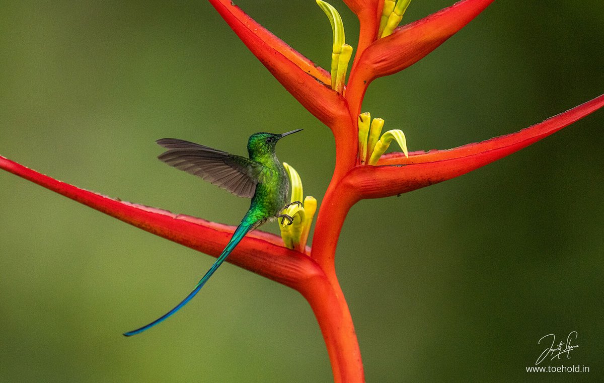 Long-tailed Sylph - a gorgeous #Hummingbird I photographed in #Colombia

#ToeholdPhotoTravel #SonyAlphaIn
