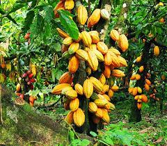 AbidjanLegacyPr's tweet photo. Plus de production,moins de revenus,Oxfam présente un rapport alarmant sur les programmes de durabilité des fabricants de chocolat au Ghana.Ce rapport fait état d’une inégalité flagrante entre producteurs et fabricants. Qu'en est-il de la CI? #GGGI #BAD #AbidjanLegacyProgram #PR https://t.co/1AxndZWe2Z