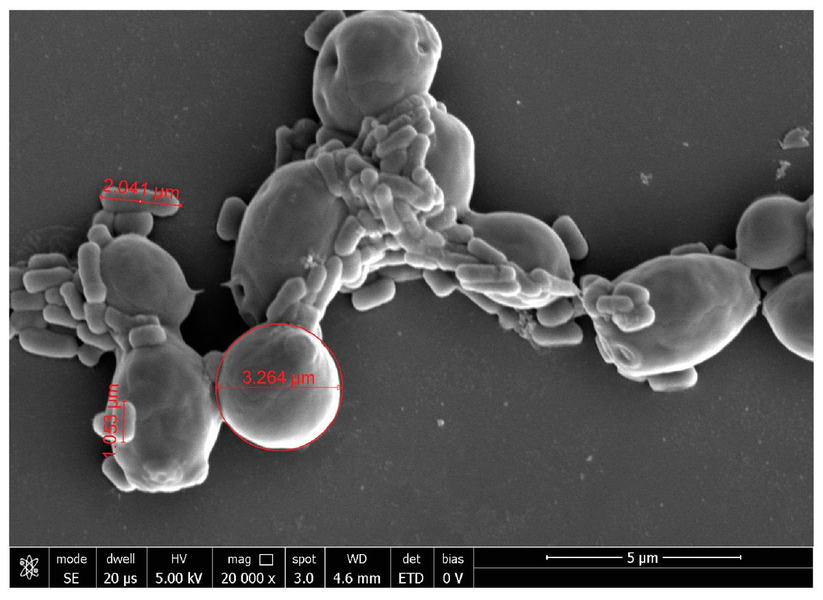 IJMS_MDPI's tweet image. #MostViewedArticles (Q1 2023)
Evaluation of Antimicrobial, Antiadhesive and Co-Aggregation Activity of a Multi-Strain Probiotic Composition against Different Urogenital Pathogens
By: Patrizia Malfa et al.
More info at:  bit.ly/3pAiWuJ