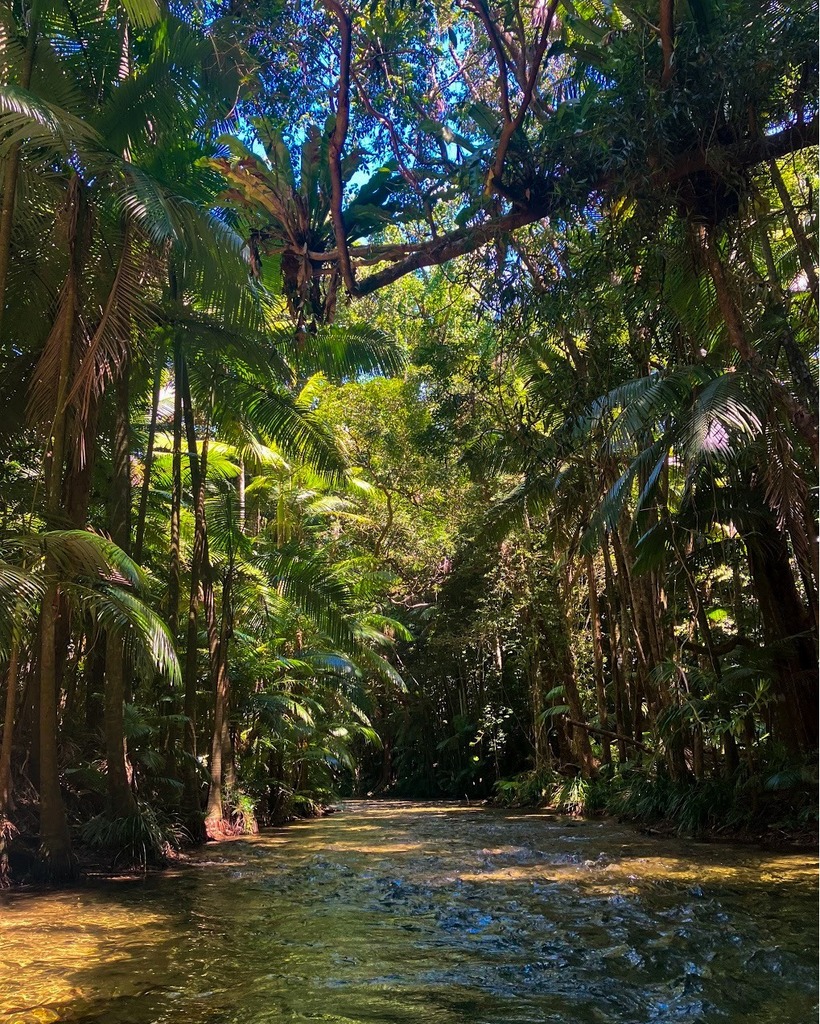 BackCountryBlis's tweet photo. This is your sign to take a deep breath in, relax your shoulders and visit us here in #TropicalNorthQueensland 😜 If you're in need of more green time and less screen time, then we highly recommend spending a half-day exploring the wonders of this anc… https://t.co/SijRI2mYDd https://t.co/w4d8g1uJQp