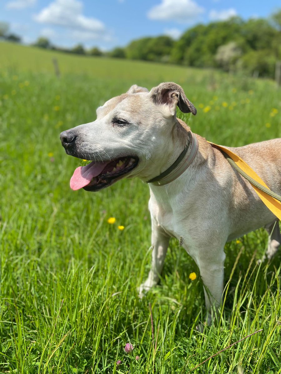 dotslondon's tweet photo. Walkies……
Sun is shining and what better than to take our sanctuary dogs out for country field walks. Look at their smiles!
We are fortunate that we have a sanctuary surrounded by fields and forests, some of the dogs we have having lived street life have not had the privilege of running through grass leaves and flowers.
Happy doggies , happy humans 🧡