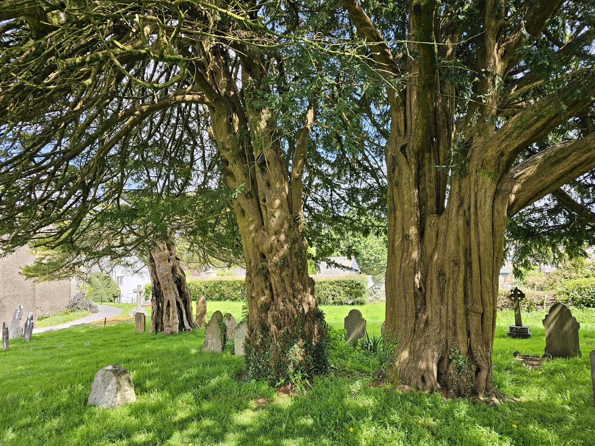 @TreePilgrim tweet media