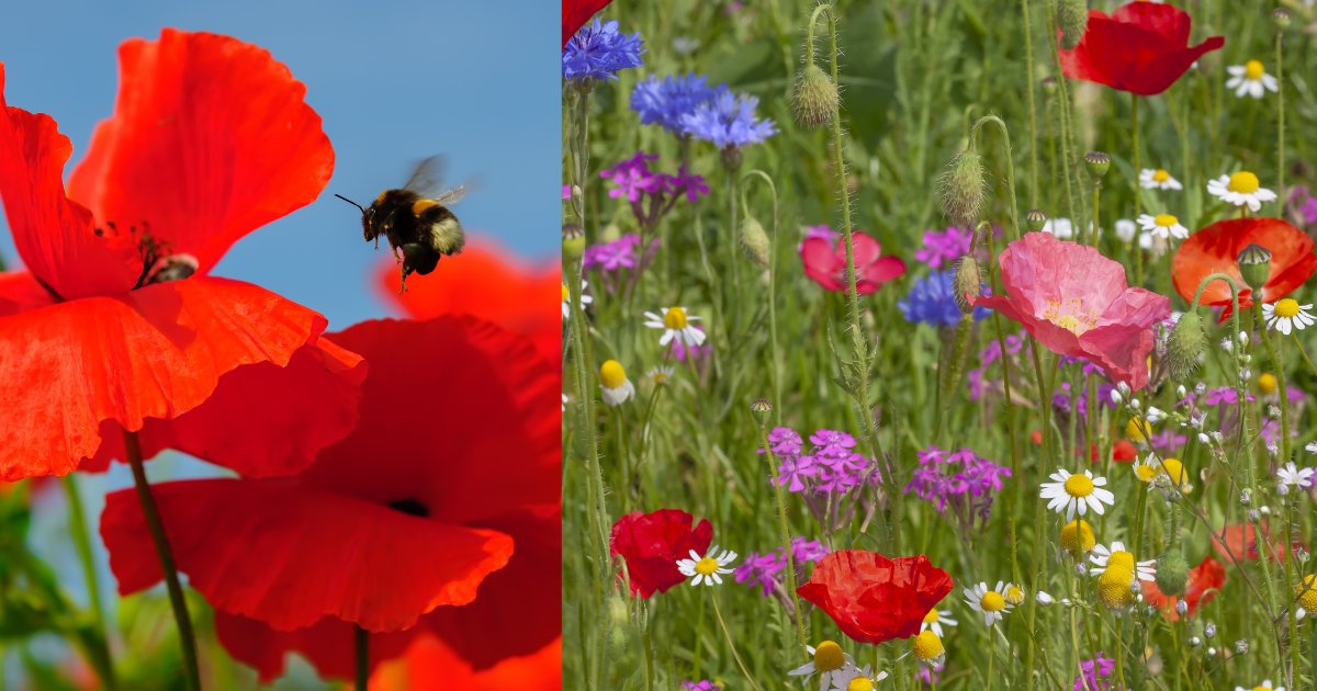 NorthSeaRegion's tweet photo. The 20th of May is #WorldBeeDay. We can all do our part to help the bees by creating flower rich habitats where they can thrive. In the #NorthSeaProgramme we have projects working on enhancing the insect pollination #Beespoke and #Partridge🐝 https://t.co/0J8Jnq8lav