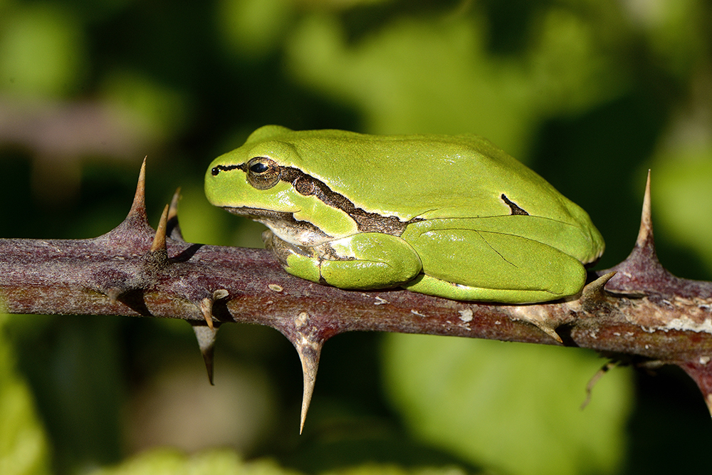 Ben je op de hoogte van wetgeving en beleid rond bescherming van in het wild levende dieren? Wil je bedreigde soorten in Vlaanderen beschermen door #soortenbeschermingsprogramma’s op te maken? Word dan onze expert soorten! > tinyurl.com/ywmbxe52 

#vacature

📷 Robert Absilis