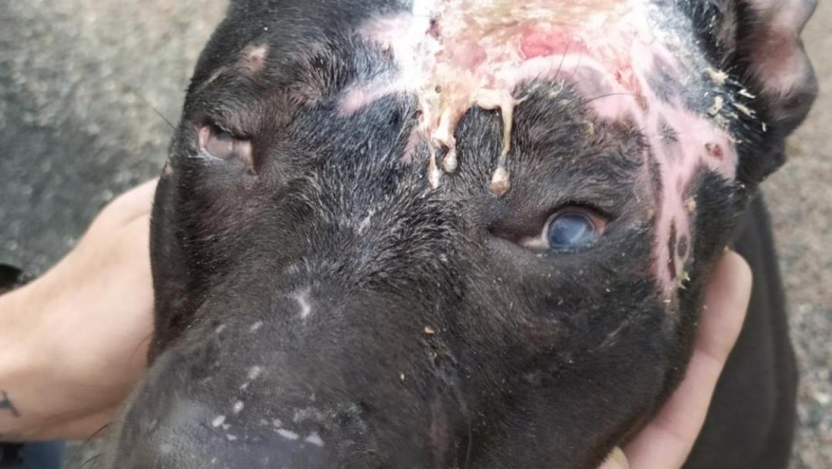 Montjavoult : une chienne retrouvée aspergée d’acide weo.fr/article/montja… #weo