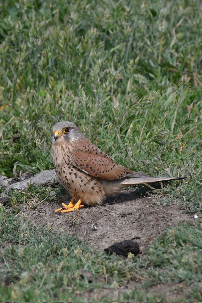 Male Common Kestrel 
Bude Cornwall 〓〓 
#wildlife #nature #lovebude 
#bude #Cornwall #Kernow #wildlifephotography #birdwatching
#BirdsOfTwitter
#TwitterNatureCommunity
#commonkestrel #Kestrel