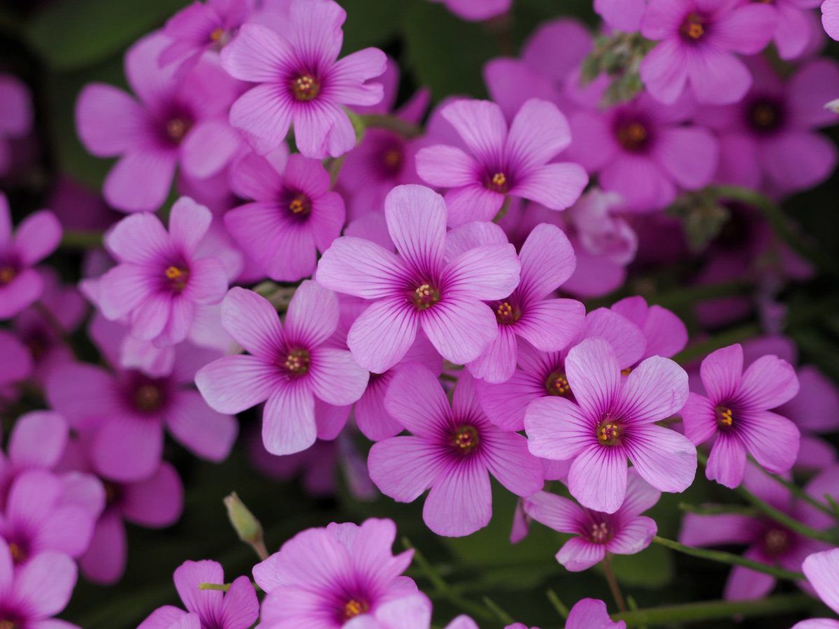 mashiko1970's tweet photo. ไน
ใใถใใซ่ฑ๐ธ
#ใคใขใซใฟใใ
#Pinksorrel
#่ฑ่จ่
#่ผใๅฟ
#ๅใณ
#่ฑ
#flower
#ๆค็ฉ
#ๅ็ๅฅฝใใจ็นใใใใ
#ใซใกใฉๅฅฝใใจ็นใใใใ
#ใซใกใฉใฎใใๆฎใใ
#่ฑใฎใใๆฎใใ
#ใใใใใฝ
#ไผๆฅใซใฏใซใกใฉใๆใฃใฆๅบใใใใ
#ๅ็ไปฒ้ๅ้ไธญ
#ใซใกใฉไปฒ้ๅ้ไธญ
#ๆฐๆฝใซใกใฉ้จ
#ใใชใตใๅ็้จ https://t.co/UeaIcQajAD