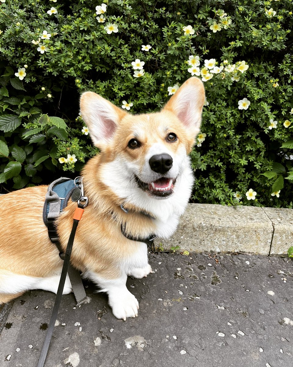 usadoglover1's tweet photo. We’ve had Tucker for a whole year this month, and it’s been the best year of our lives!
.
#Corgi #CorgiLover #doge #Dog #dogs https://t.co/pRnuWOVnEd