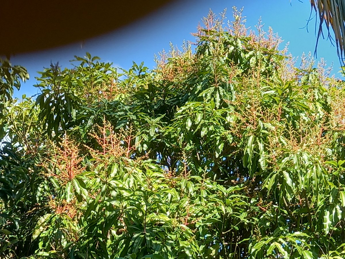 Vibesboy's tweet photo. This year, the Mangoes will need a truck to make the amount we will get. https://t.co/NWXA1hkF2E