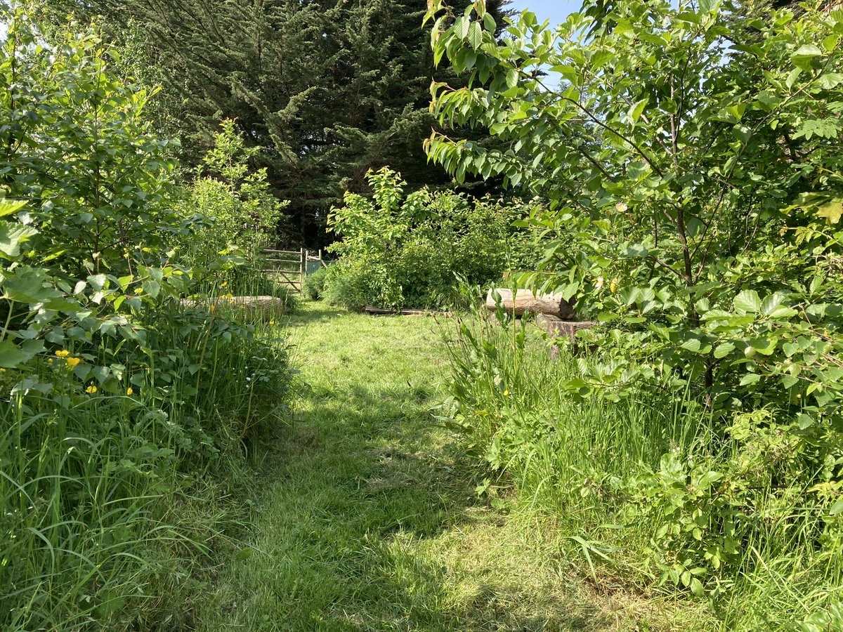 global_bcs's tweet photo. No mow May here in @BlakestownCS  our grounds are in full bloom and look amazing 🤩. 
Allowing habitats to develop and support biodiversity in an urban area. @Take1Programme @accsirl @WorldWise_Irl @Fingalcoco https://t.co/OJKbYSktm6