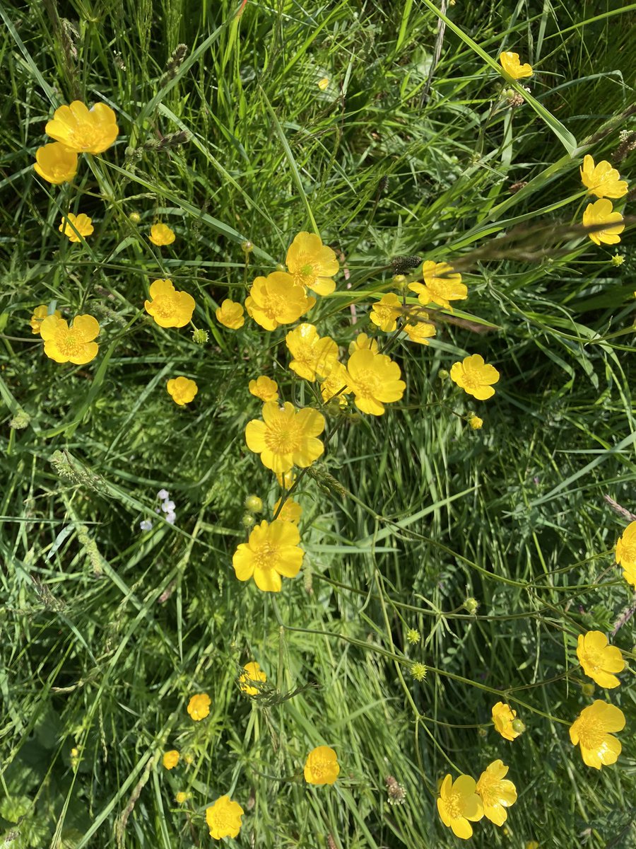 global_bcs's tweet photo. No mow May here in @BlakestownCS  our grounds are in full bloom and look amazing 🤩. 
Allowing habitats to develop and support biodiversity in an urban area. @Take1Programme @accsirl @WorldWise_Irl @Fingalcoco https://t.co/OJKbYSktm6