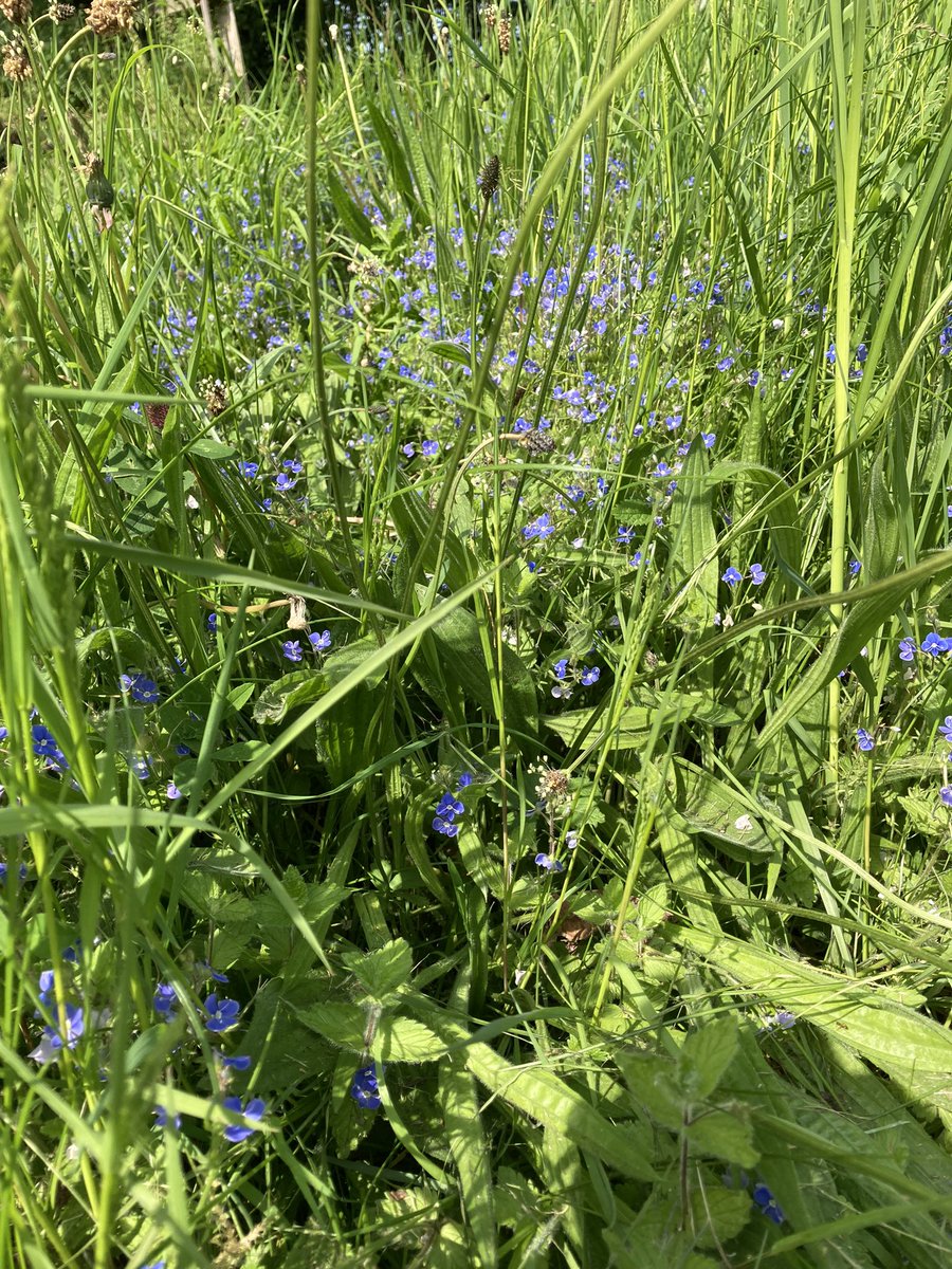global_bcs's tweet photo. No mow May here in @BlakestownCS  our grounds are in full bloom and look amazing 🤩. 
Allowing habitats to develop and support biodiversity in an urban area. @Take1Programme @accsirl @WorldWise_Irl @Fingalcoco https://t.co/OJKbYSktm6