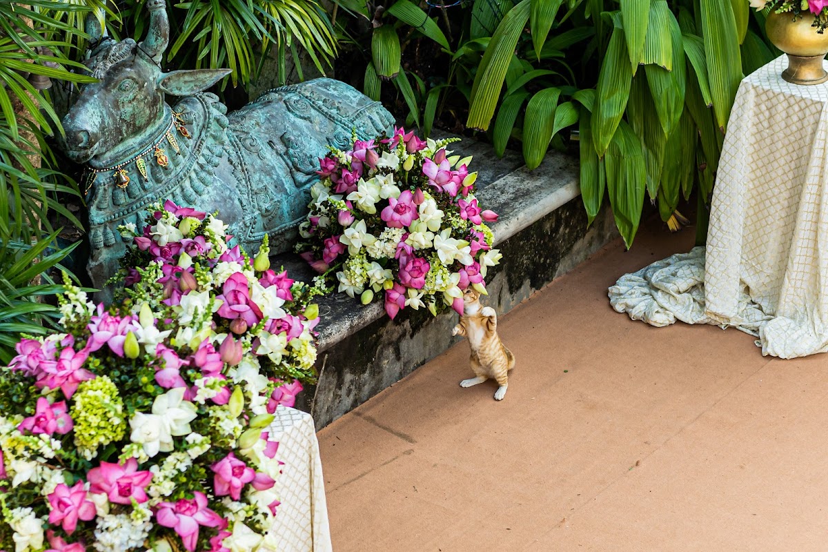 MyWed Likes It :)
Best photo on MyWed by editors choice. © geeshan.mywed.com