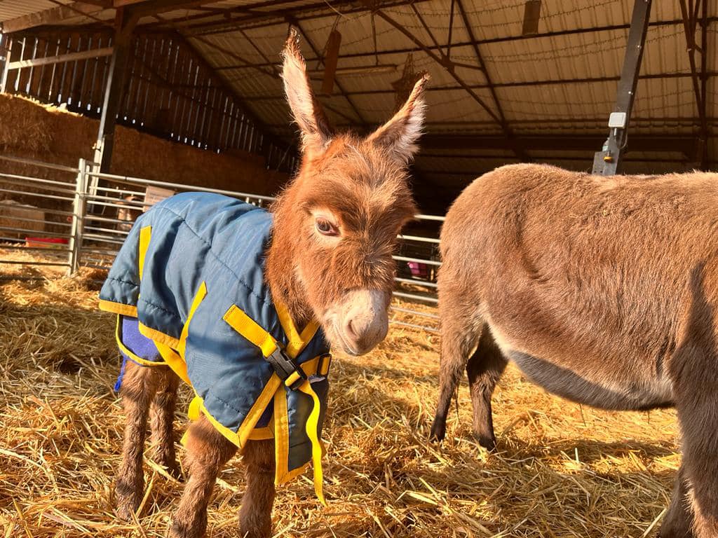 SussexIncidents's tweet photo. Donkey-napped: Little Moon Abducted from Miller's Ark Farm

Read more on https://t.co/VQopG8HG10 ➡️

https://t.co/qw7kXom2Kv https://t.co/PIRbkqUJ1Y