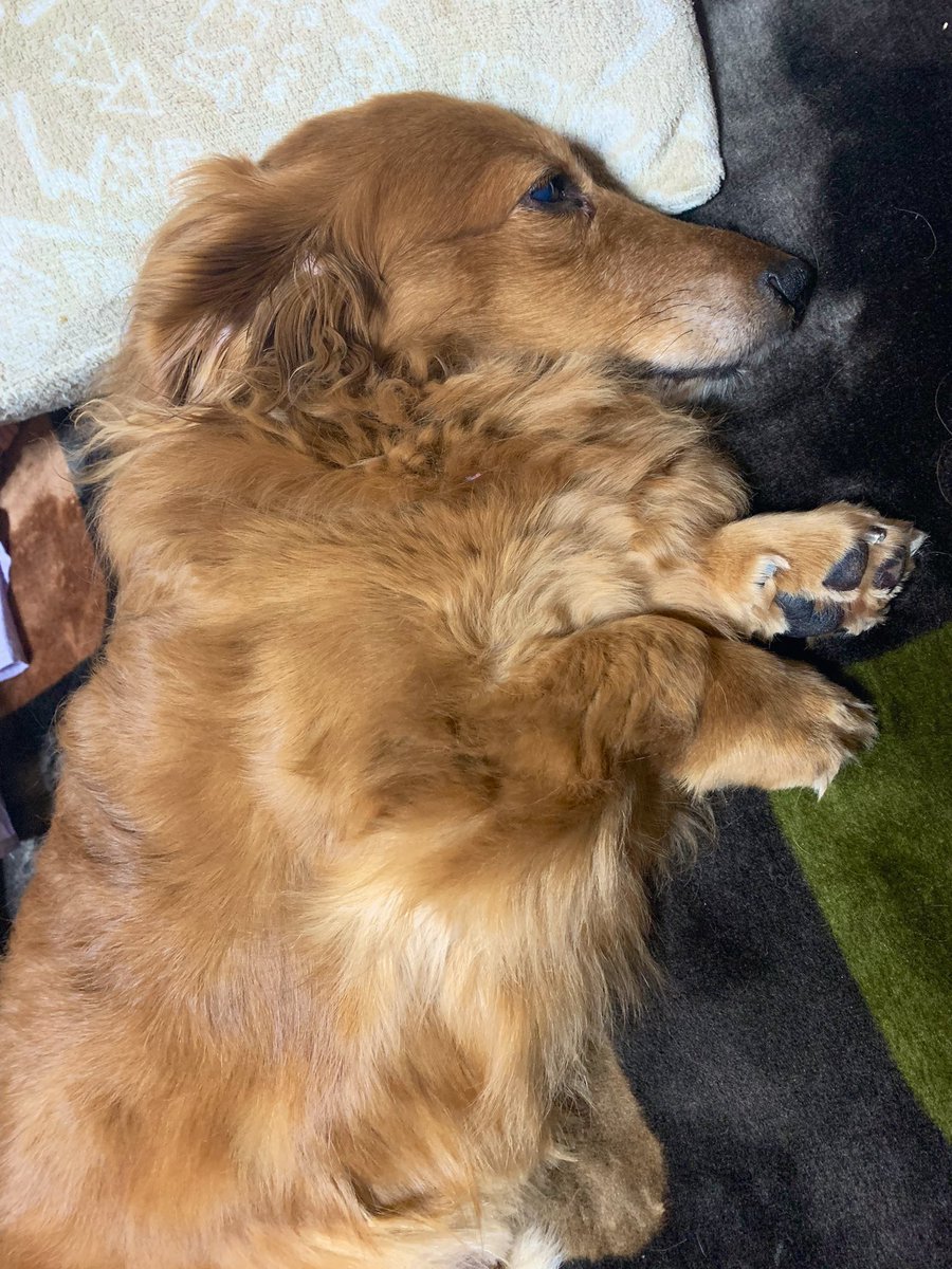 renren__0306's tweet photo. 今日は病院いって
狂犬病の注射と血液検査してきたね🐶

疲れてぐったりレンくん🫠
よく頑張りました！！！ https://t.co/AVLYo03znA