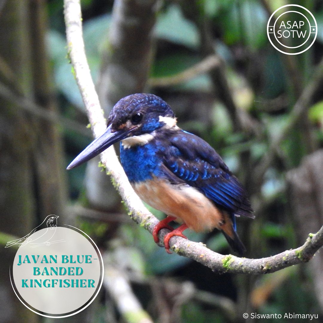 ASAP #Speciesoftheweek is the Javan Blue-banded Kingfisher (Alcedo euryzona). Endemic to Java, Indonesia, it inhabits moist lowland and mangrove forests. Males are characterized by a shiny broad blue-green band across a white chest and females have an orange belly and a red base.