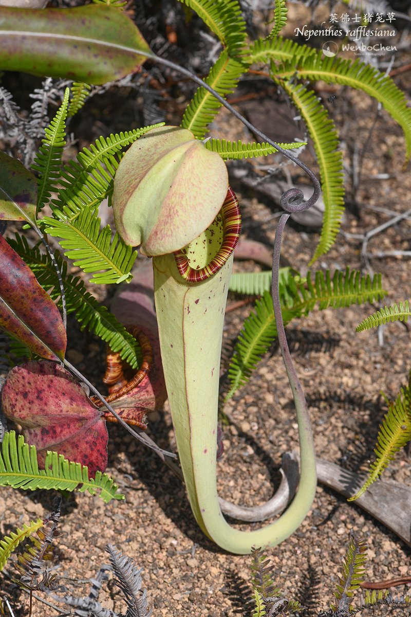 #Nepenthes rafflesiana is a lowland #pitcherplant widely distributed in SE Asia, but it only occurs on the west coast in Sumatra. The lower and upper pitchers differ significantly in both shape and colour.  
#floraofsumatra #佛莱士猪笼草 #carnivorousplant #食虫植物 #苏门答腊植物