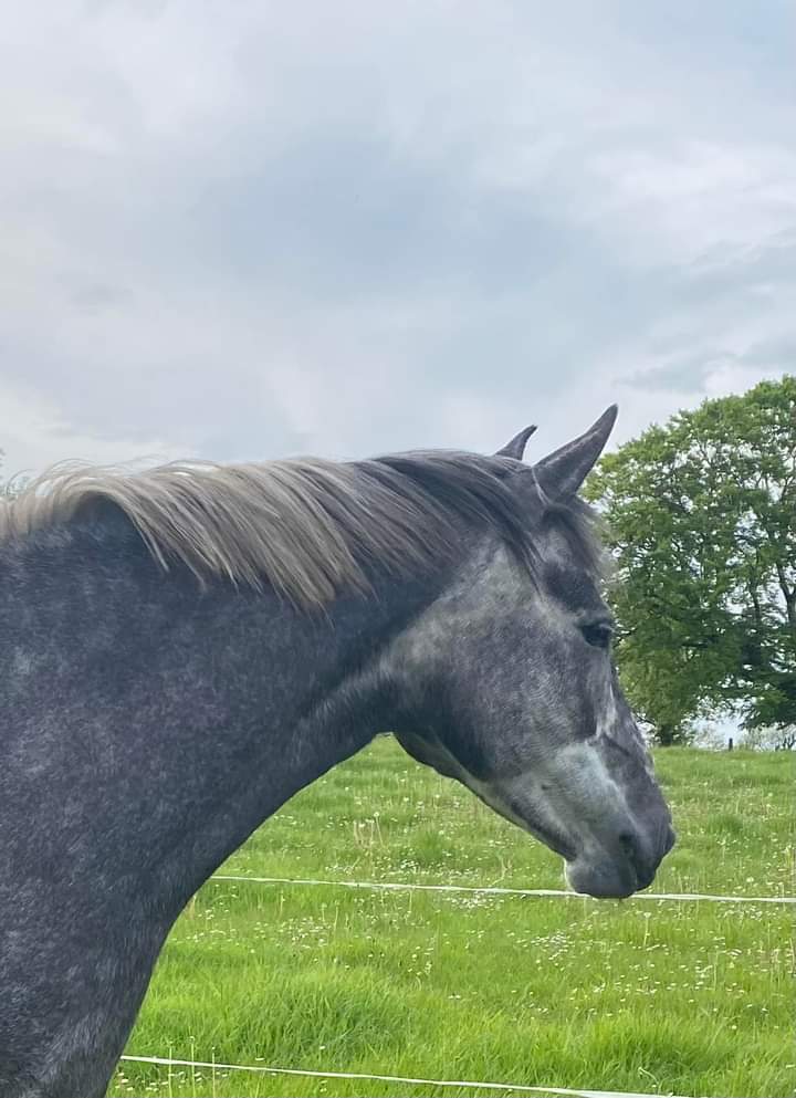 Matilda named after a French #Wwoofer 

#MountBriscoeorganicfarm
#sporthorse
#Horses