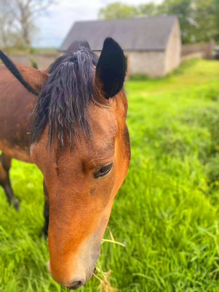 Lovedie beginning to coat off! And what a sheen. The kindest eye. 

#MountBriscoeOrganicFarm
#irishdraught #horsingaround
#Horses