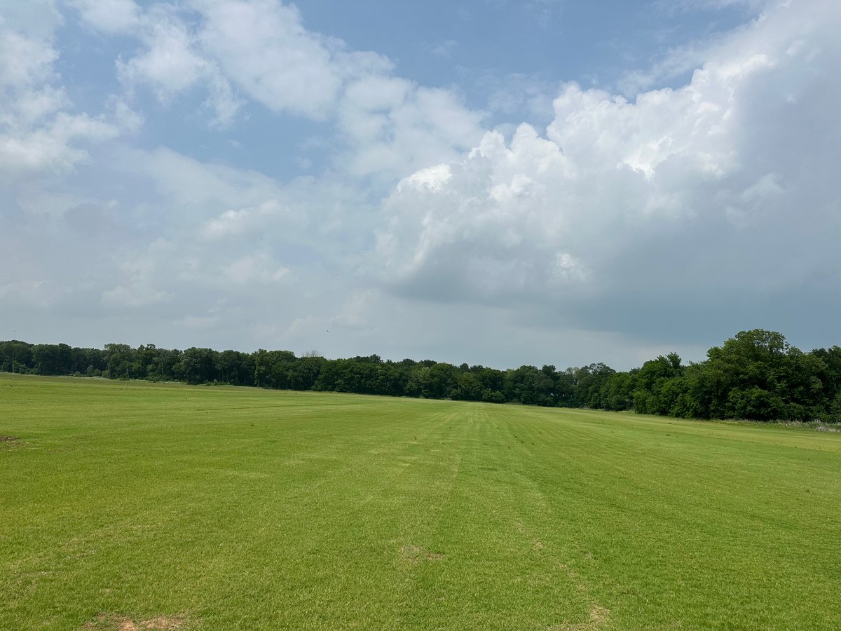 Almost time to Harvest.  @Buena Vista Turf Farm, LLC. #grass #sod #love  #yard #yardwork #yardworkday #mowing #mowingthelawn #mowinggrass #lawn #lawnmaintenance #lawncarelife #lawnservice @Shawnna Boone Ollivierre @Alfredo C Ollivierre @Luisa Barroso Selman @Mike Selman