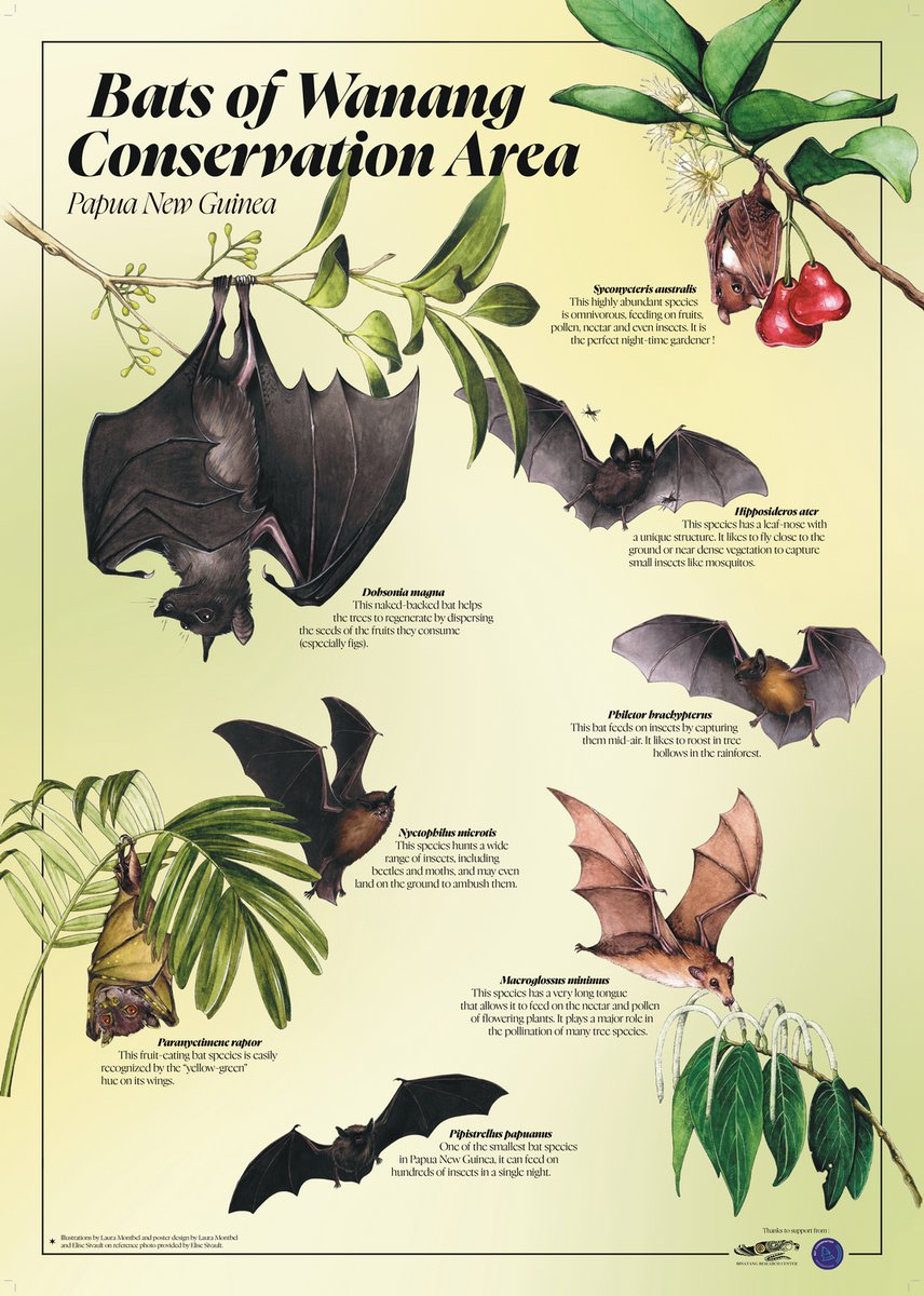 Elise Sivault tweet media