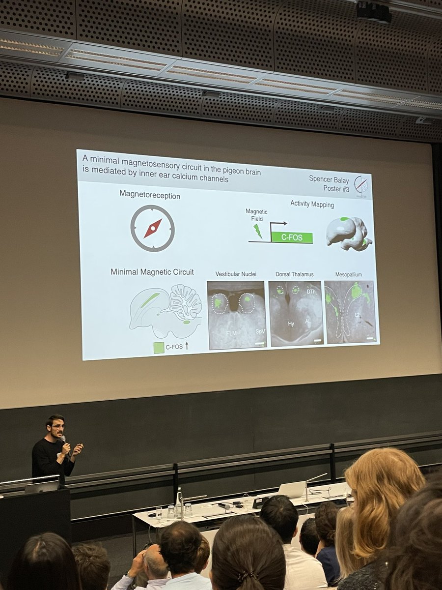 munich_brainday's tweet photo. ⚡️ Data Blitz

Make sure to meet the speakers during our poster session, to learn more about their research projects #MBD23 https://t.co/XDNflXC3WN