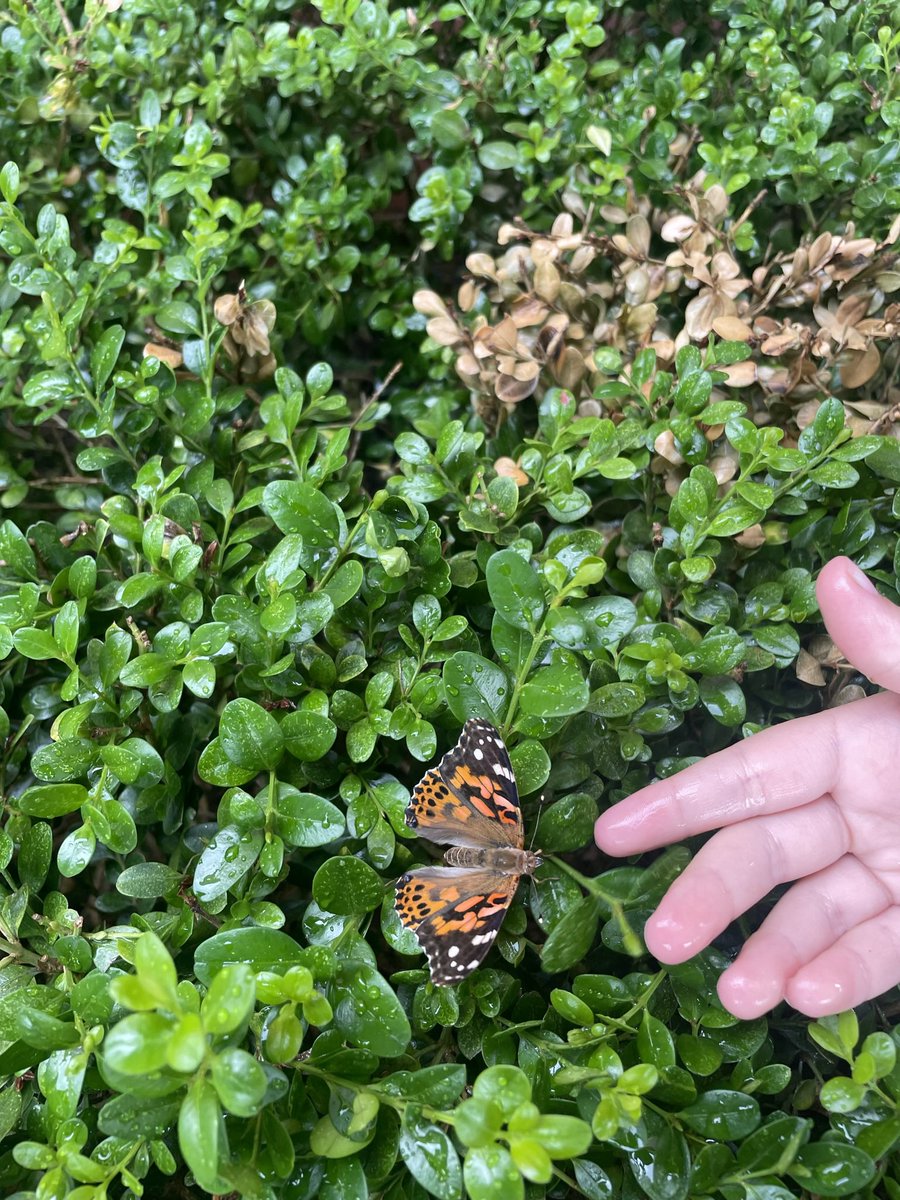 The second graders have loved observing our painted lady larvae transforming from caterpillars to a adult butterflies.
<a href="/McFadden_School/">McFadden School of Excellence</a>
