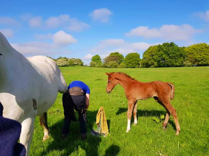 Farrier came to visit and one of our new additions is checking him out!! Love the little whinny! 

#MountBriscoeOrganicFarm
#irishdraught #Horses