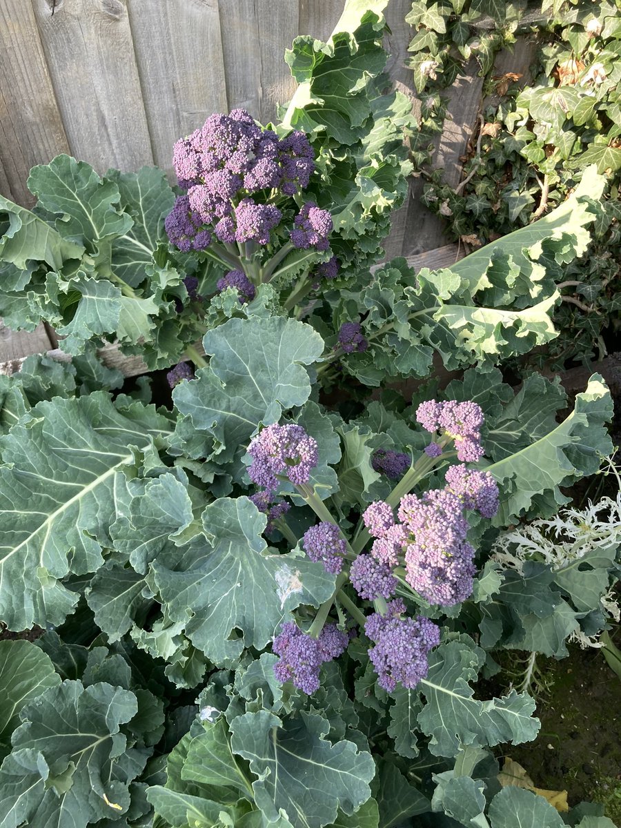 Home grown spinach and broccoli yummm 🪴🪴 Although needing some more brocolli recipes now!