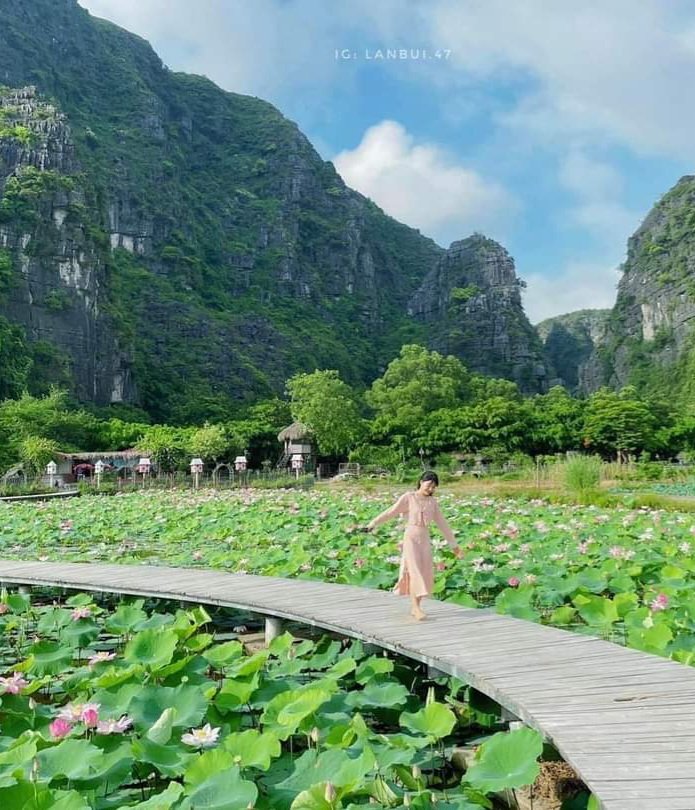 vietnamtravel20's tweet photo. Summer is the lotus season in Ninh Binh. Take a motorbike or bicycle around during the hotter months to see Ninh Binh's.
#Hanoicity_tours #vietnam_tour #honeymoon #adventure_tour #wildlife_tour #ha_long_bay #vietnamtravel #sapa #Ninh_Binh_Tour #Ninh_Binh https://t.co/y2UxFIzivr