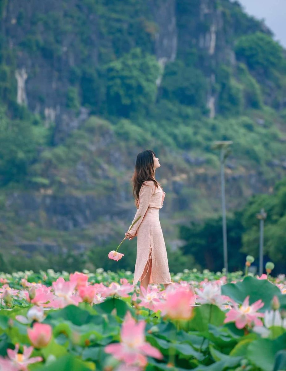 vietnamtravel20's tweet photo. Summer is the lotus season in Ninh Binh. Take a motorbike or bicycle around during the hotter months to see Ninh Binh's.
#Hanoicity_tours #vietnam_tour #honeymoon #adventure_tour #wildlife_tour #ha_long_bay #vietnamtravel #sapa #Ninh_Binh_Tour #Ninh_Binh https://t.co/y2UxFIzivr