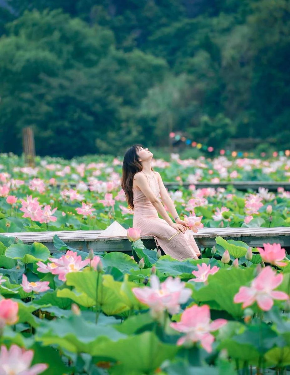 vietnamtravel20's tweet photo. Summer is the lotus season in Ninh Binh. Take a motorbike or bicycle around during the hotter months to see Ninh Binh's.
#Hanoicity_tours #vietnam_tour #honeymoon #adventure_tour #wildlife_tour #ha_long_bay #vietnamtravel #sapa #Ninh_Binh_Tour #Ninh_Binh https://t.co/y2UxFIzivr